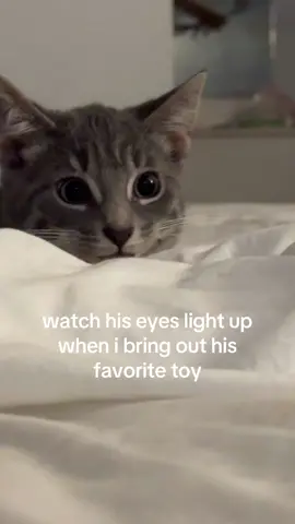 bet u cant guess what it is #kitty #fyp 
