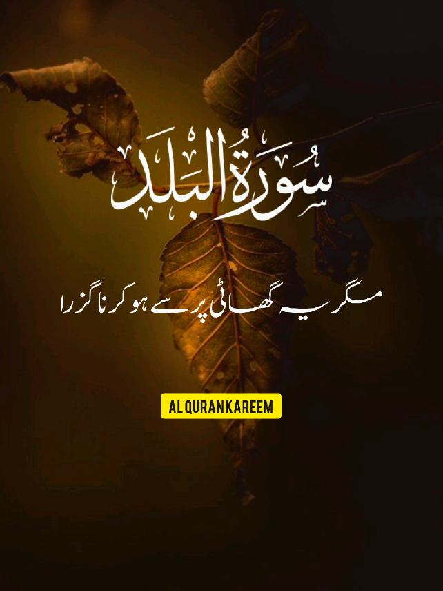 #alquran_alkareem0 #foryou #fypシ゚viral #foryoupage  🥀🐦🌴💫