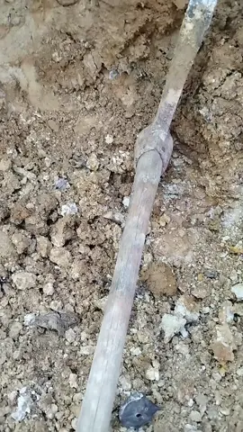 This is the third video in the series of videos I made today  While out here hunting for Prehistoric Treasure in our Chert bed.  I don't know how deep this Chert bed goes. So far, right at or over 5 feet...it's still going strong.  ⚒️ 🪨 👀 ⛏️ ✌️