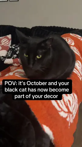 He’s thrilled…. Can’t you tell #blackcat #october #falldecor 