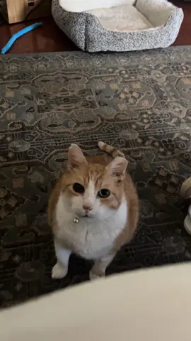 Orange cat behavior