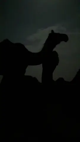 🐪🤍