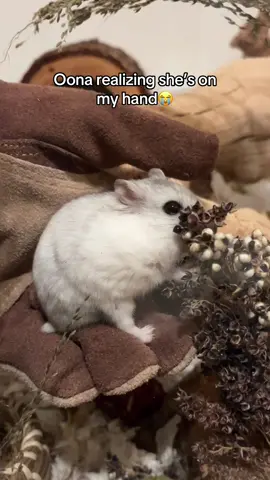 Repost bc I have nothing to post😭also some ppl said this sound would match #fypシ #hamster #cutehamster #hamstersoftiktok #smallanimals 