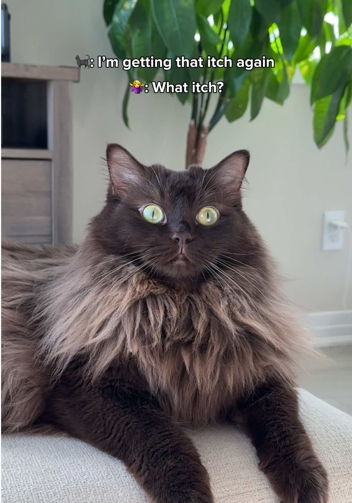 Teddy gets the costume itch when October arrives 🎃 #cats #catsoftiktok #funnycat #cutecat #catcostume 