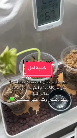 #نباتاتي #نوادرر#نباتات_طبيعية #مشتل #الرياض 