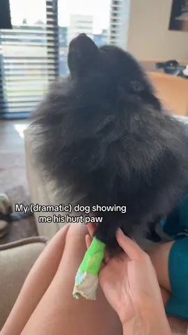 Dramatic dog is talking 😂🥺 #dogtalk, #funnydog, #PetsOfTikTok, #dogsoftiktok, #talkingdogs