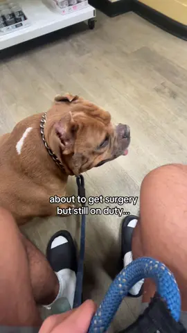He had both sides covered. Can’t ask for a better security guard. Yes there was another dog there but distance is respected #americanbullies #dogsoftiktok #shortybull #PetsOfTikTok #americanbulldog 