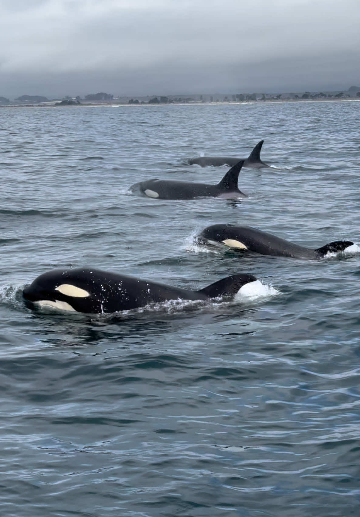 Today was another one for the books. We started the trip off enjoying watching several Humpback’s in front of our harbor when we saw some splashing in the distance. The splashing turned out to be a pod of Orca’s flying out of the water! The family was hunting sea lions as there were hundreds swimming around for them to choose from. They fed on at least three sea lions while we watched in amazement and began celebrating afterwards by breaching.  🐳 Book your private charter or save your seat on a group trip now through the website link in our bio. #whalewatching #orca #dolphin #jump #iphone           
