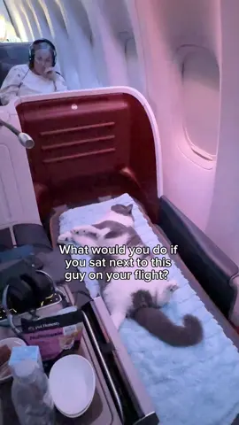 Todd traveling in style from Istanbul to Chicago with @Turkish Airlines  Louie meanwhile was just sleeping in his carrier  #cat #travel #airplane #travelcat #viral 