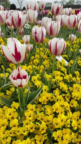 #travel #korea #nature #flowers #ดอกไม้ #꽃 #garden #flowergarden #music #flower 