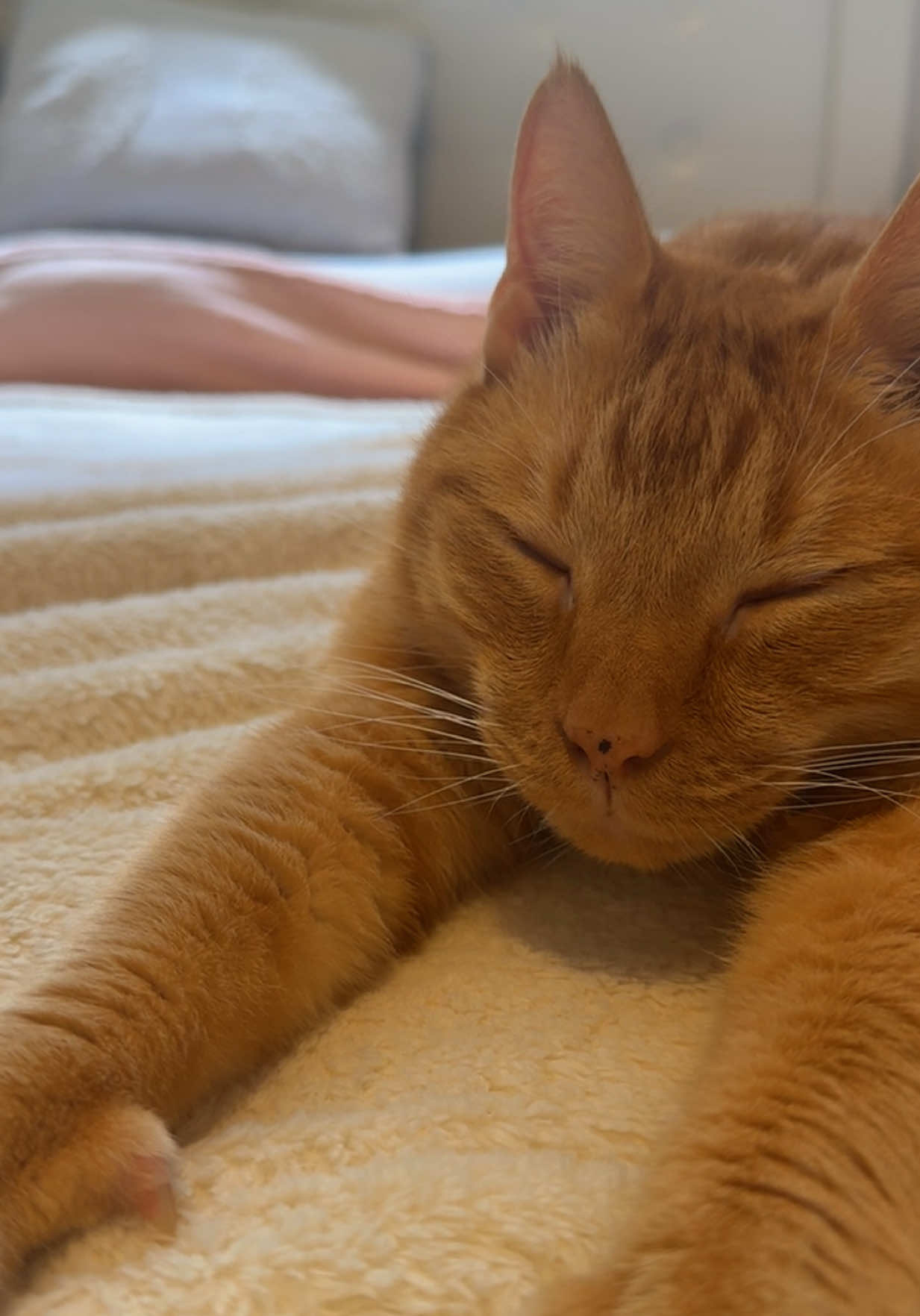 If you don’t like cats you’re really missing out 🥹 I hope Pepe is my cat in every lifetime 🤍 #kitty #sleepy #gingercat 