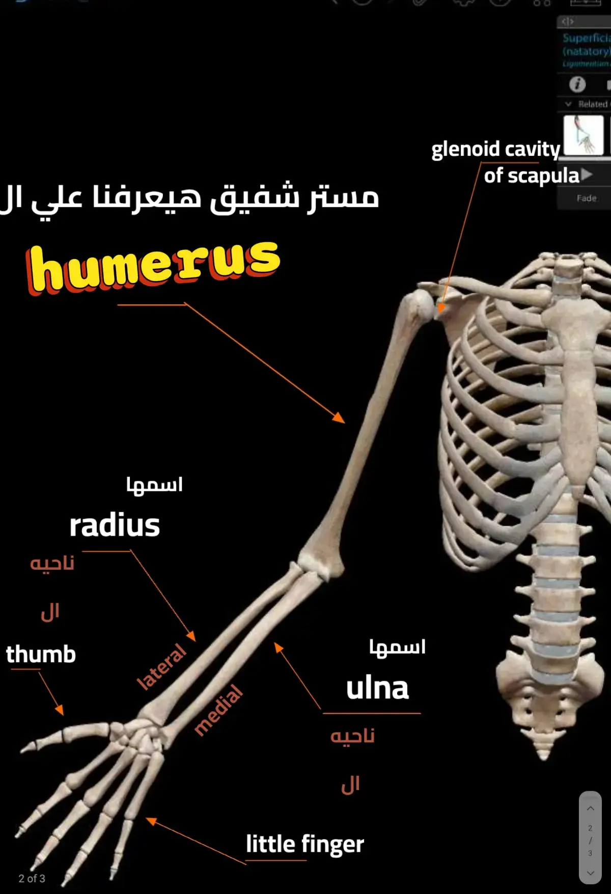 #physiotherapy #for #pt #study #anatomy 