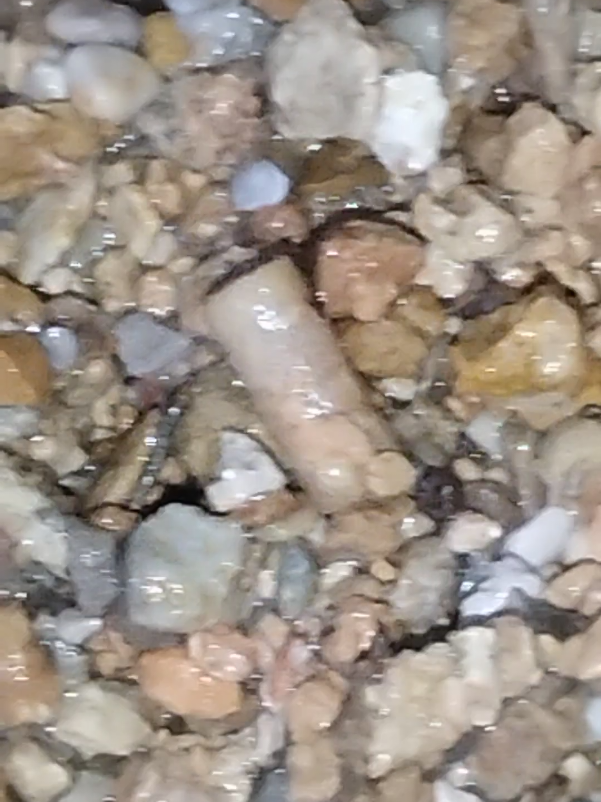 Micro Fossils Everywhere... Even the tiny gravel particles on our property, are full of fossils.  Just wanted to share this with you all.  ✌️ 🪨 ⚒️ 👀 