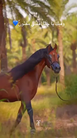 #قصيدة #عاشق_الخيل #اعادة_نشر #قطر #السعوديه_العظمى 🇸🇾🐎….💚