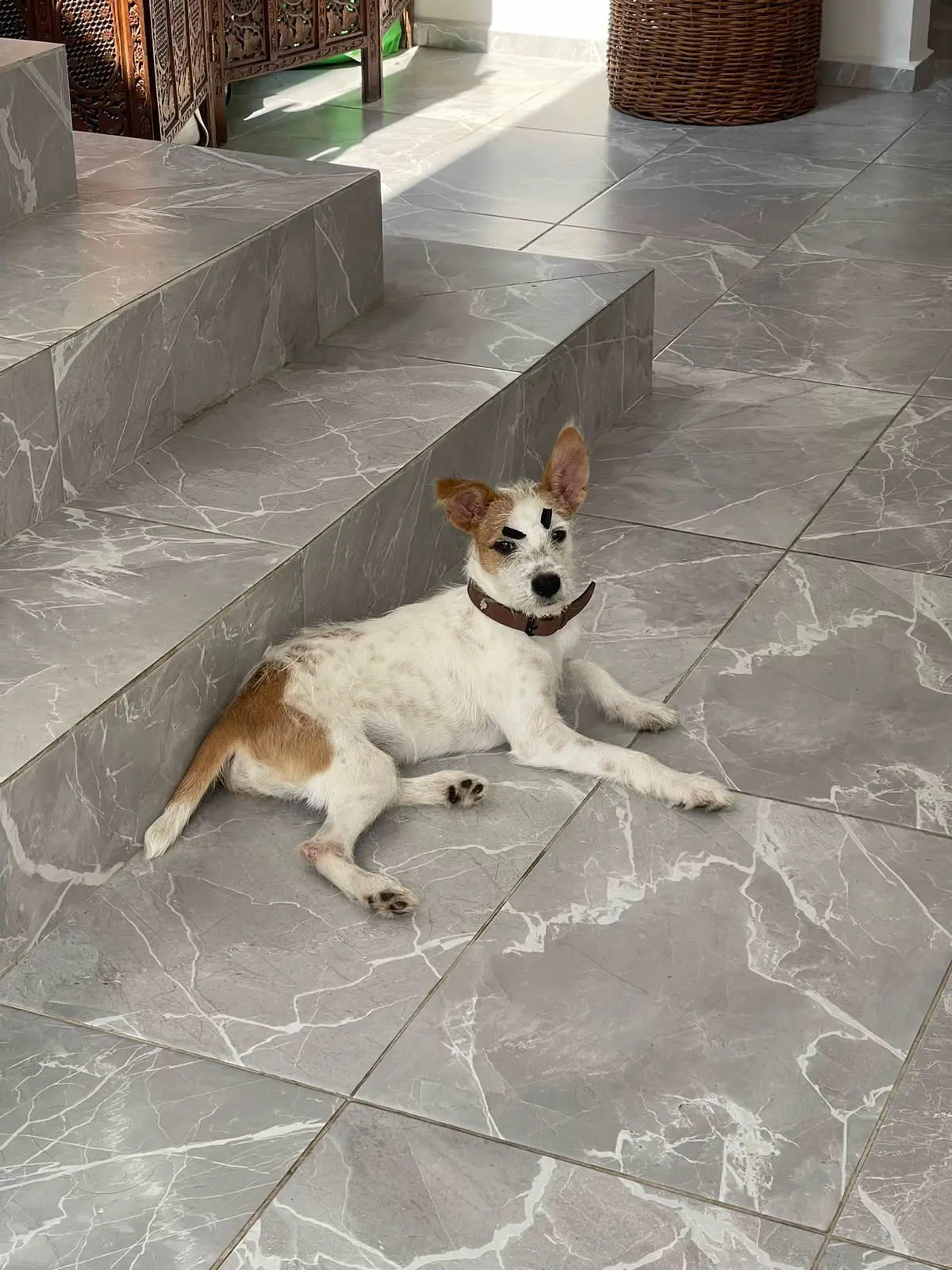 algunas fotos extras de ramoncito enojao #dog 