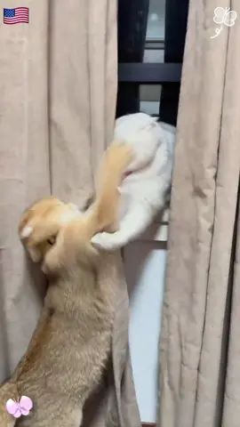 When you have two cats😹😹😹#cat #animals #tiktok #fyp #foryou 