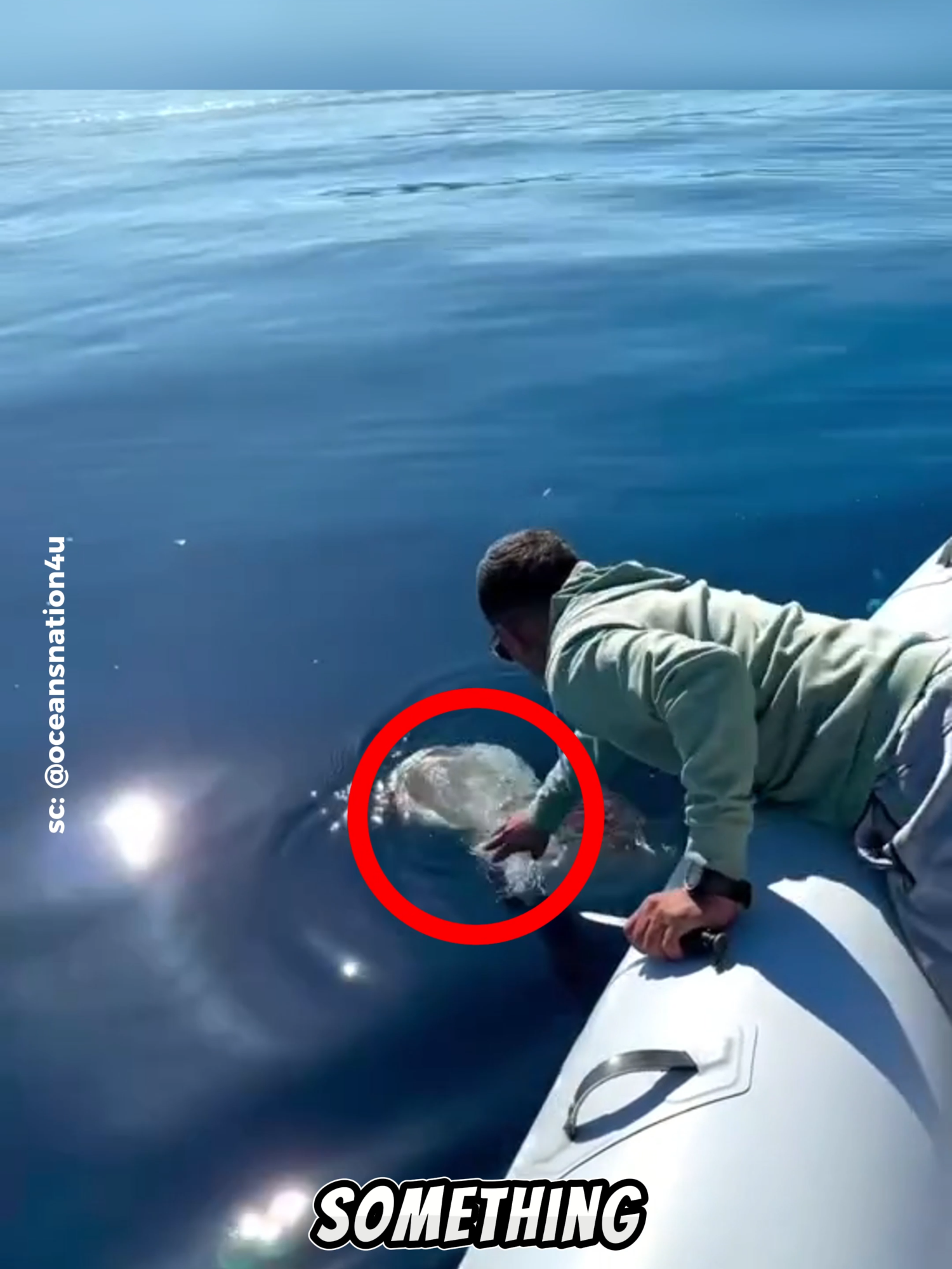 Save Sea Turtle Trapped in Fishing Net Source: @oceansnation4u via ig Follow Our Social Media: TT: @el_nino_tv IG: el_nin0_tv FB: El Nino TV YT: EL NINO TV #turtle #sea #seaturtle #rescue #trutlerescue #ocean #oceanlife #sealife#animals #viral #viralvideo #viraltiktok #trending #fyp #fypシ゚