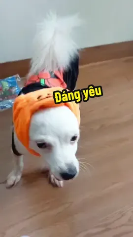 Đáng yêu lắm nha #trungthu #xuhuong #muasamtructuyenasia #dog #aothucung #thucung #aochomeo #aoluoichomeo 