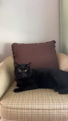 Mr. Moonpie #cat #catsoftiktok #cats #fyp 