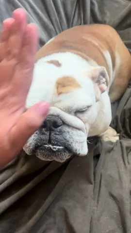 I had to have a conversation with Beauzart because he didn’t spend any time outside today! 🤦🏽‍♀️ He’s spoiled but I don’t need him feeling TOO entitled. My Buddha Son spends time inside and out but Beau here, well, he becomes a terrorist when we put him outside! 😤 He didn’t take too my kind but stern lecture, lol! It’s a one ear, out the other scenario 😂🐾 #fyp #bowleggedbeau #pet #dog #englishbulldog 