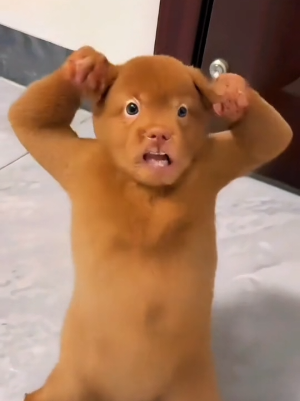 Kungfu dog #kungfu #dog #xuhuong #cutepet #funnyvideos 
