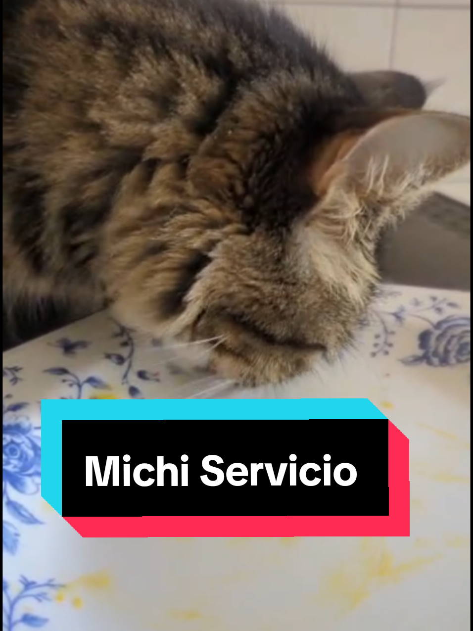 Ofrecemos nuestro Mucho Servicio de limpieza de platos. En nuestro albergue para gatitos todos ayudamos para conseguir su comida diaria #michi #gato #michistiktok #alberguedegatos 