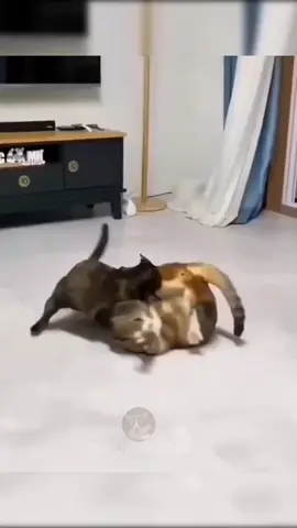 WWE 😹#cat #kucinglucu #foryoupage 