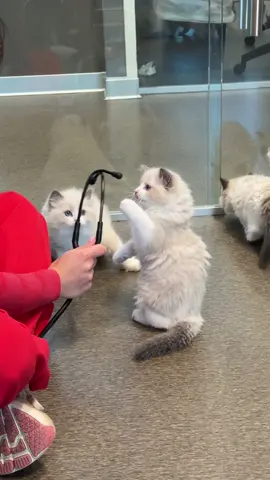 10 marshmallows and 1 golden marshmallow go to the vet! 