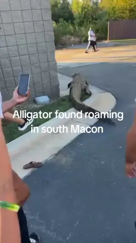 Citizens in Macon Georgia catch alligator at McDonald's after being on the premises for days after trying to reach out to proper authorities. #alligator #Onloose #Mcdonalds 