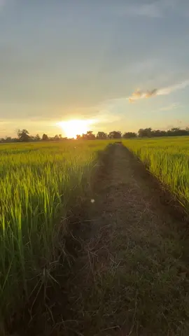 #วิวบ้านนอก🍃🌾  #ทุ่งนา #ยืมลงสตอรี่ได้ #สตอรี่ท้องฟ้า🌤 #สุรินทร์ 