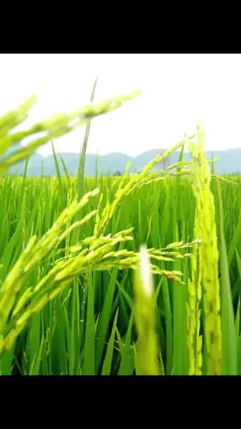 Videos lucu bikin ngakak warga Indonesia #videolucu #reactionlucu #fyp #momentslucu #ngakakkocak 