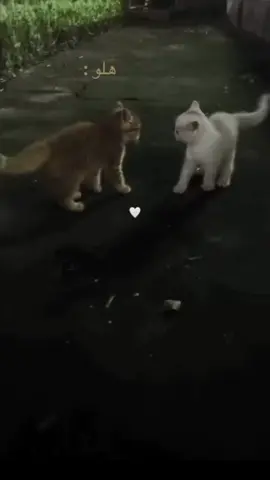 ##الشعب_الصيني_ماله_حل😂😂  شلون ثنين🕺💍💃