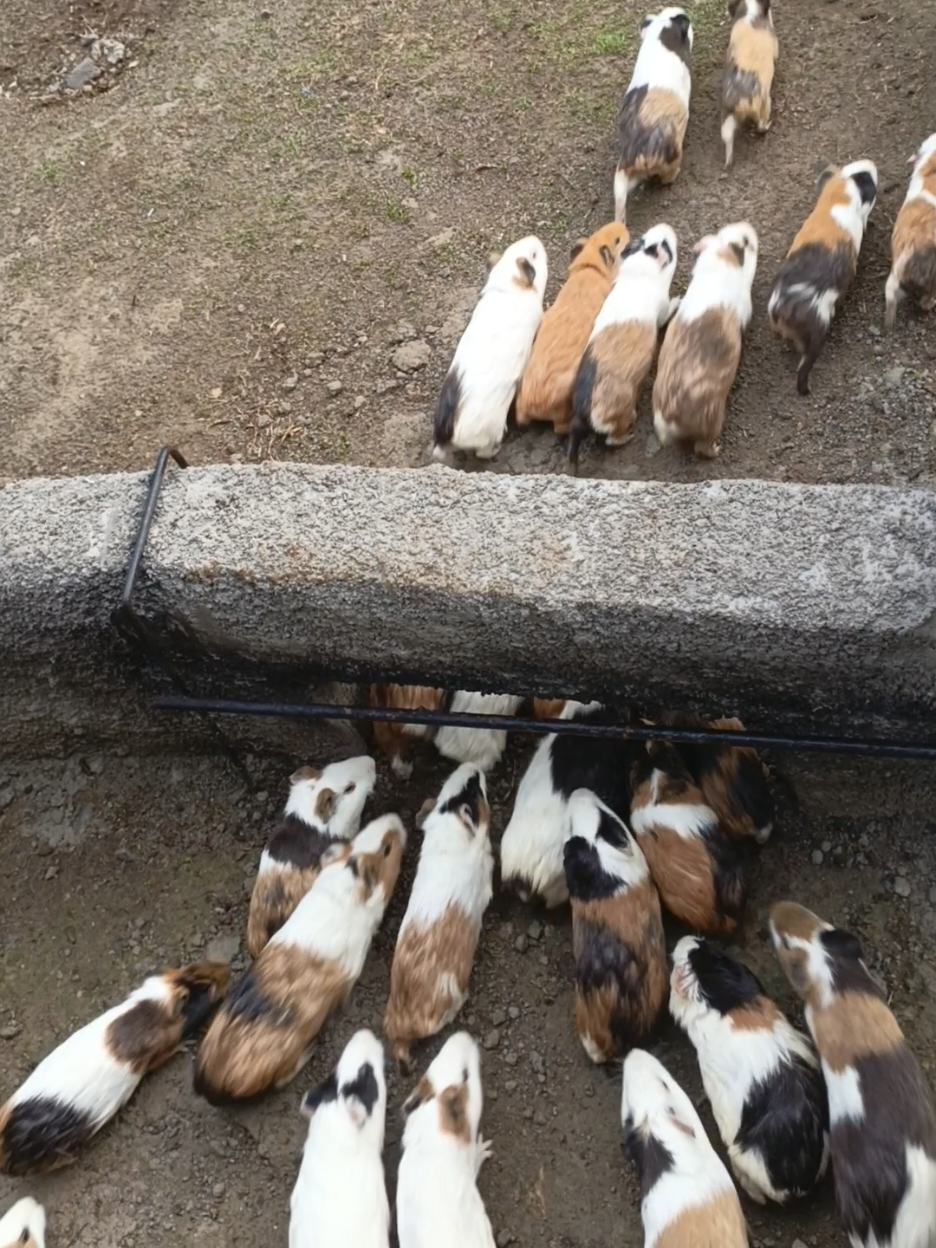 waktunya bermain🐄 #guineapigs #pet #marmut #masukberanda 