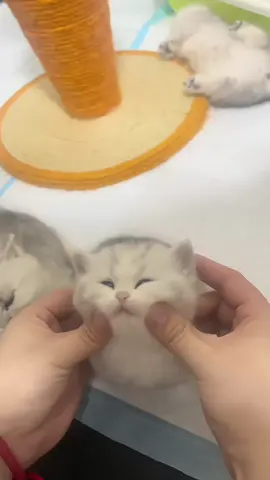 #funnycat #kitty #foryoupage #cuteanimals 