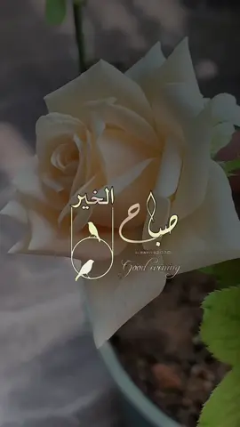 صباح الخير 🌺