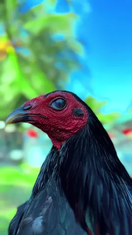 #ngàymoivuive #aexemvui🐓🌾🌾 #xuhuong #xuhuong2025 #ga #gà_chọi_việt_nam 