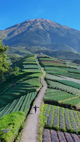 Bayangin saja kamu tinggal di desa seindah ini. Pagimu di suguhkan sama pemandangan yang sangat indah. #sukomakmur #sukomakmurmagelang #sukomakmurkajoran #sukomakmurwonderfull #ftv #ftvterbaru #ftvsctv #ftvjadul #ftvjamandulu 