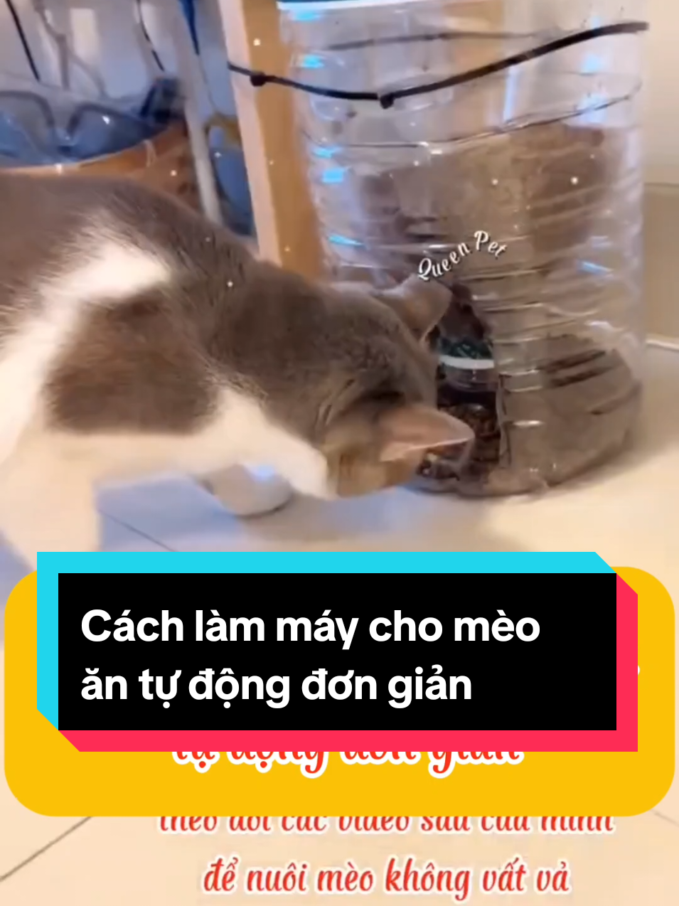 Cách làm máy cho mèo ăn tự động đơn giản #mèo #cat #queen_pet #queenpet #queenpet 