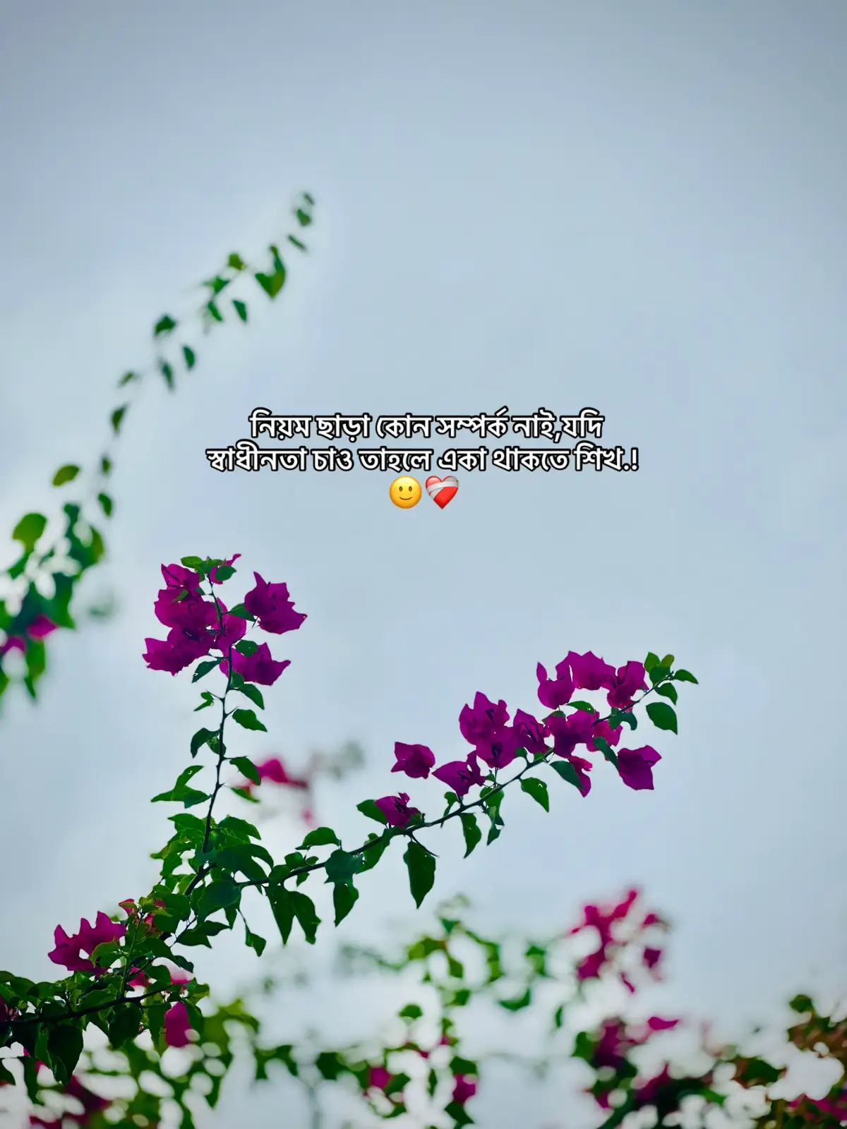 🙂❤️‍🩹#ppnaravit #creatorsearchinsights #ppnaravit 