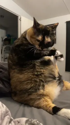 The paw bites are strong tonight 😵‍💫🐈‍⬛🤍 #foryoupage #foryou #fyp #cat #cats #cattok #catsoftiktok 