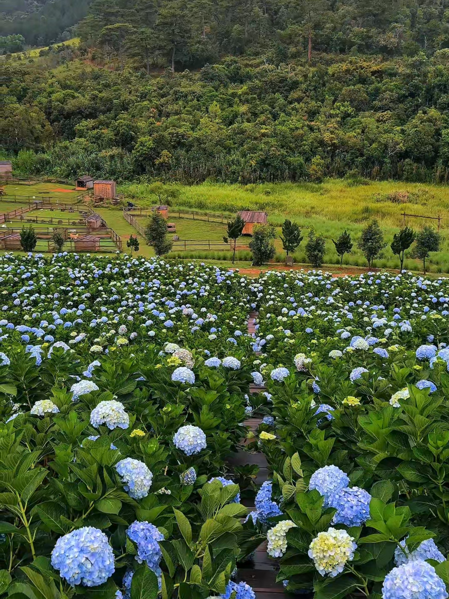 Sương mây giăng nhẹ ngang trời, dịu dàng ôm lấy đồi cẩm tú cầu xanh biếc. Từng chùm hoa bung nở tròn đầy, nương theo gió rung rinh tựa như ngàn gợn sóng nhỏ, vỗ về đại ngàn trong buổi sớm mai trong lành. #theflorest #thefloresthoatrongrung #vuonhoalonnhatdalat #dalat