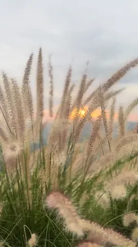 ตะวันตกดิน #วิวสวย #วิวบ้านนอก🍃 #sunset22 #ที่เที่ยวเขาใหญ่ #คาเฟ่เขาใหญ่ 