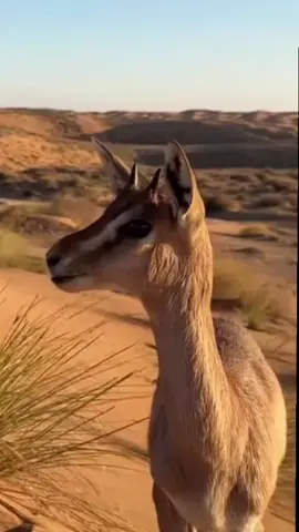 #عبدالله_بن_عون  #فايز_الدوسري #شعروقصايد 