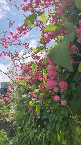 @บ้านสวน มั่งมีศรีสุข #เทนร์วันนี้ #ดอกไม้กินได้#บ้านและสวน #ชช 