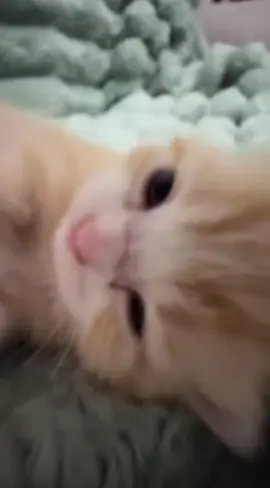 he enjoy it #catsoftiktok 
