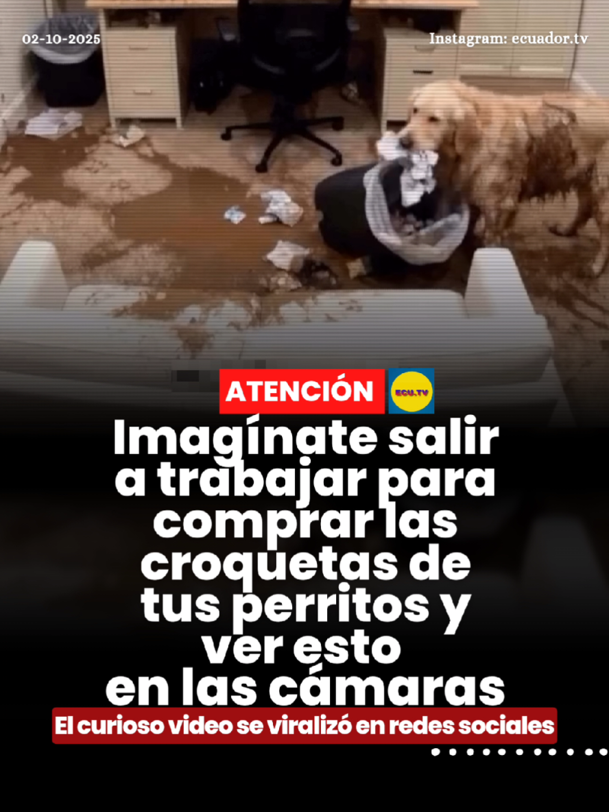 #ATENCIÓN | Imagínate salir a trabajar para comprar las croquetas de tus perritos y ver esto en las cámaras 🚨. Un curioso video que circula en redes sociales ha causado sensación al mostrar la inesperada reacción de un trabajador mientras realizaba sus labores diarias.  La persona, que salió a trabajar para comprar las croquetas de sus perritos, se llevó una gran sorpresa al observar algo insólito a través de las cámaras de seguridad. El video, compartido por usuarios en diferentes plataformas, se viralizó rápidamente, generando comentarios y reacciones divertidas por parte de los internautas.