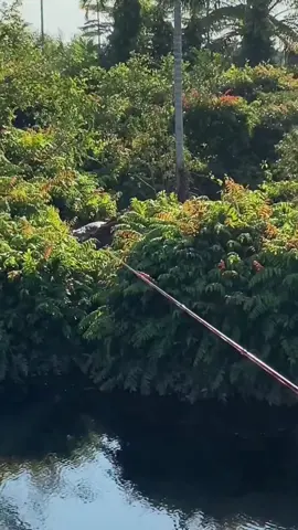 Câu cá sấu 🎣 🐊 không anh em cần thủ 🎣😱🤪#cauca #caucagiaitri🎣 #funny #fyp 