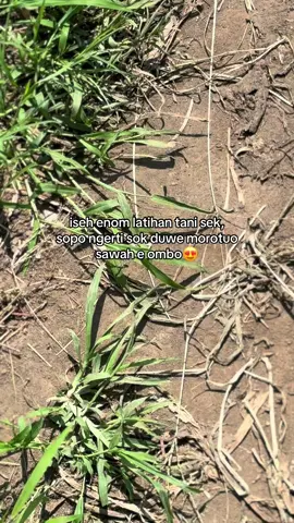 #petanimuda #petanisemangka🍉🍉 #agriculture #jember24jam #fypシ゚ 