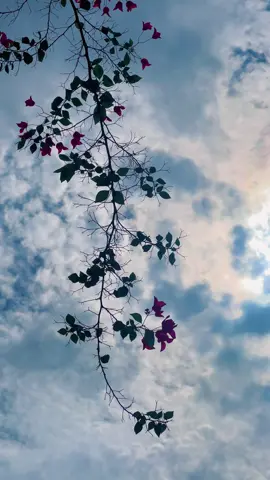 حتی کی ایک خوشبو بھی انسان کو ماضی میں لے جا سکتی ہے۔✨🕊️👀🌸💫#views #meh_alee #fypシ゚ #support_me #unfreezemyacount 