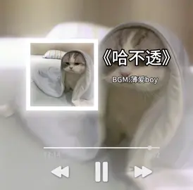 哈不透#哈基米 #哈基米音乐 #曼波 #hakimi  #hachimi 